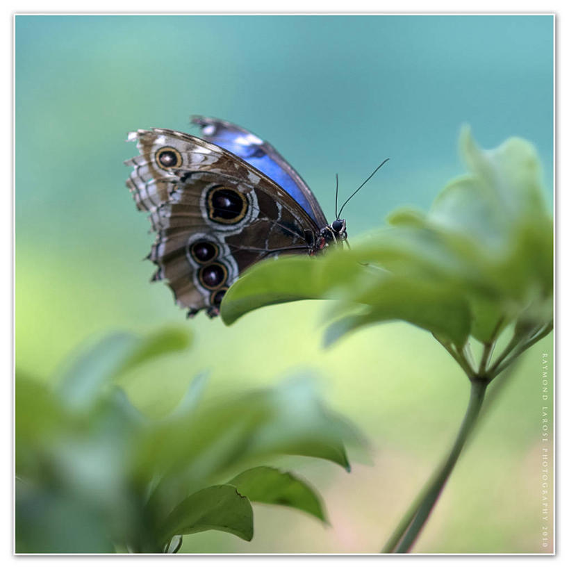 无人,坐,方图,室外,白天,美景,植物,野生动物,蝴蝶,叶子,美国,昆虫,景观,自然,动物,景色,摄影,蓝闪蝶,闪蝶,脆弱,自然风光,益虫,马萨诸塞,蓝摩尔福蝶,彩图,蓝色大闪蝶