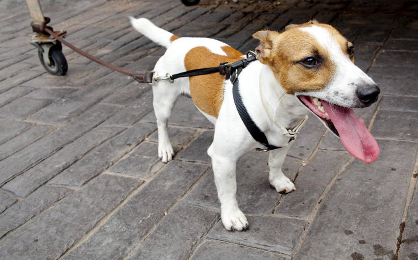 无人,站,横图,俯视,室外,白天,宠物,狗,西班牙,巴塞罗那,人行道,家畜,摄影,狗链,彩图,高角度拍摄,宠物项圈