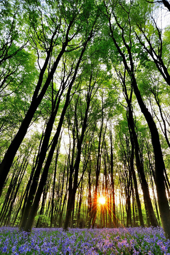 无人,竖图,室外,仰视,日出,美景,树林,日光,英国,景观,花,树,风景,自然,景色,摄影,宁静,自然风光,汉普郡,野风信子,彩图,低角度拍摄