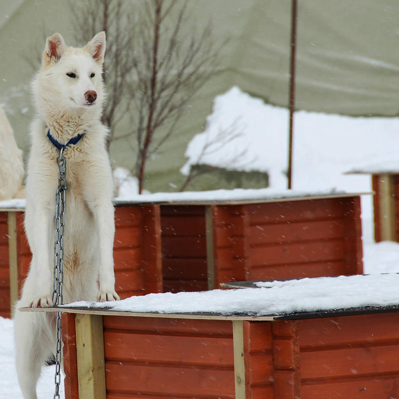 无人,方图,室外,白天,雪,宠物,狗,挪威,木制,家畜,寒冷,摄影,狗链,彩图
