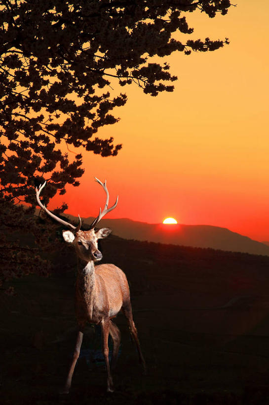 无人,竖图,室外,日落,太阳,鹿,野生动物,西班牙,格拉纳达,树,天空,自然,动物,摄影,宁静,国家公园,鹿角,剪影,彩图