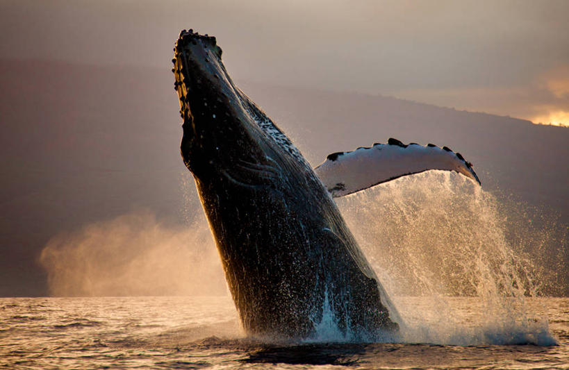 无人,横图,室外,海洋,日落,美国,溅,摄影,鲸,剪影,夏威夷群岛,驼背鲸,太平洋岛屿,濒危物种,彩图,毛伊岛