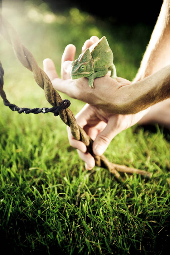 手,一个人,坐,竖图,室外,白天,变色龙,野生动物,日光,美国,拿着,草,人体,摄影,部分,彩图