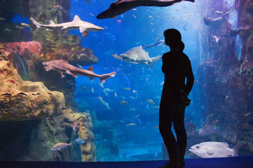 成年人,一个人,站,横图,室内,水下,西班牙,仅一个女性,一群,许多,很多,休闲装,鱼类,水族馆,看,摄影,剪影,背手,圣塞瓦斯蒂安,彩图,好奇心