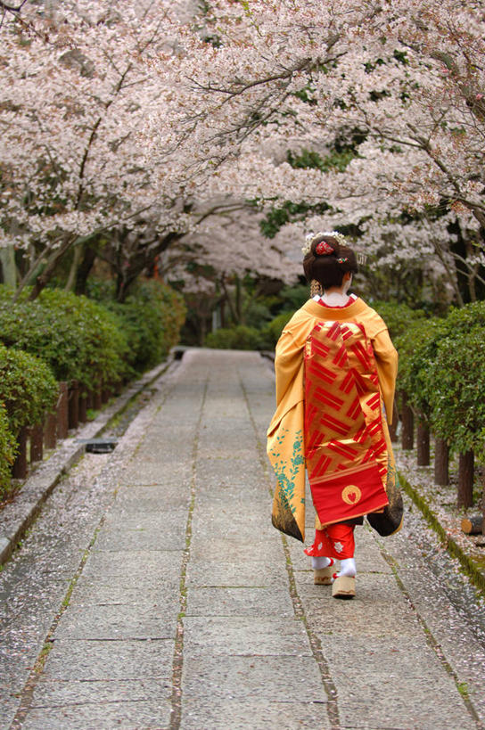 成年人,一个人,竖图,室外,白天,樱花,日本,仅一个女性,和服,日本文化,人行道,树,背面,自然,摄影,京都府,艺妓,步行,彩图,传统服装