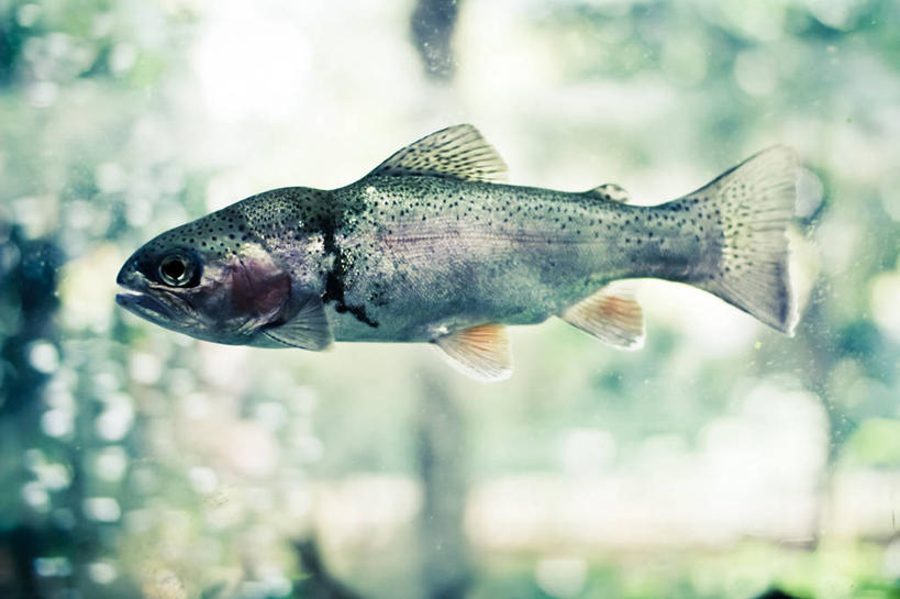 游泳,无人,横图,水下,首尔,韩国,鱼缸,首都,鱼类,摄影,彩图