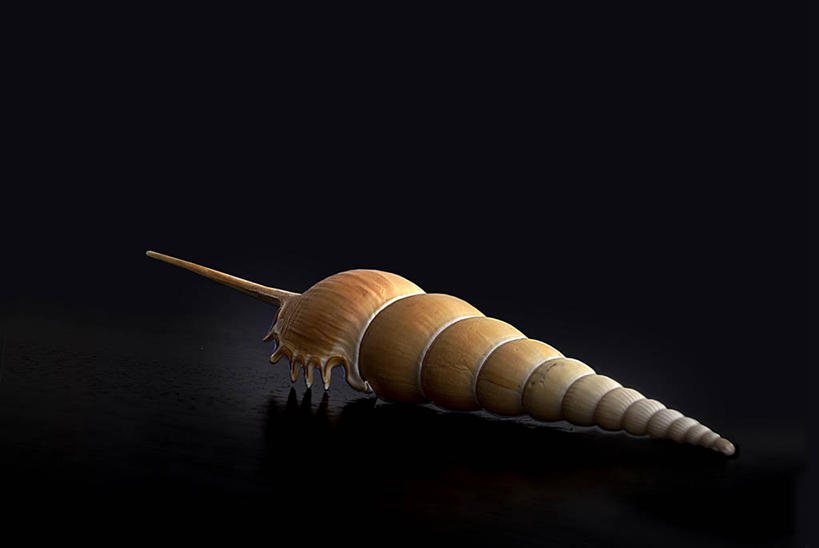 无人,横图,特写,贝壳,葡萄牙,黑色背景,一个,摄影,单个,简单,螺线,彩图,影棚拍摄