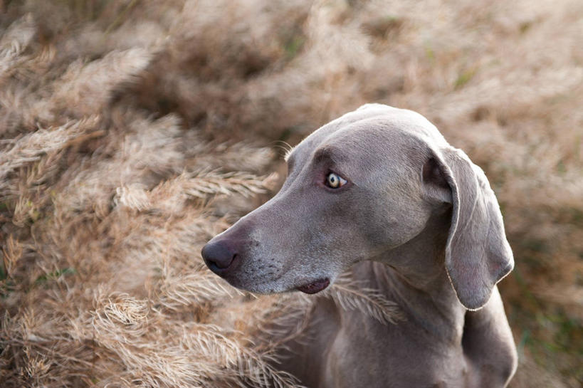 无人,横图,室外,特写,白天,宠物,狗,加拿大,自然,家畜,摄影,灌木,恐怖,德国魏犬,机敏,秋天,彩图