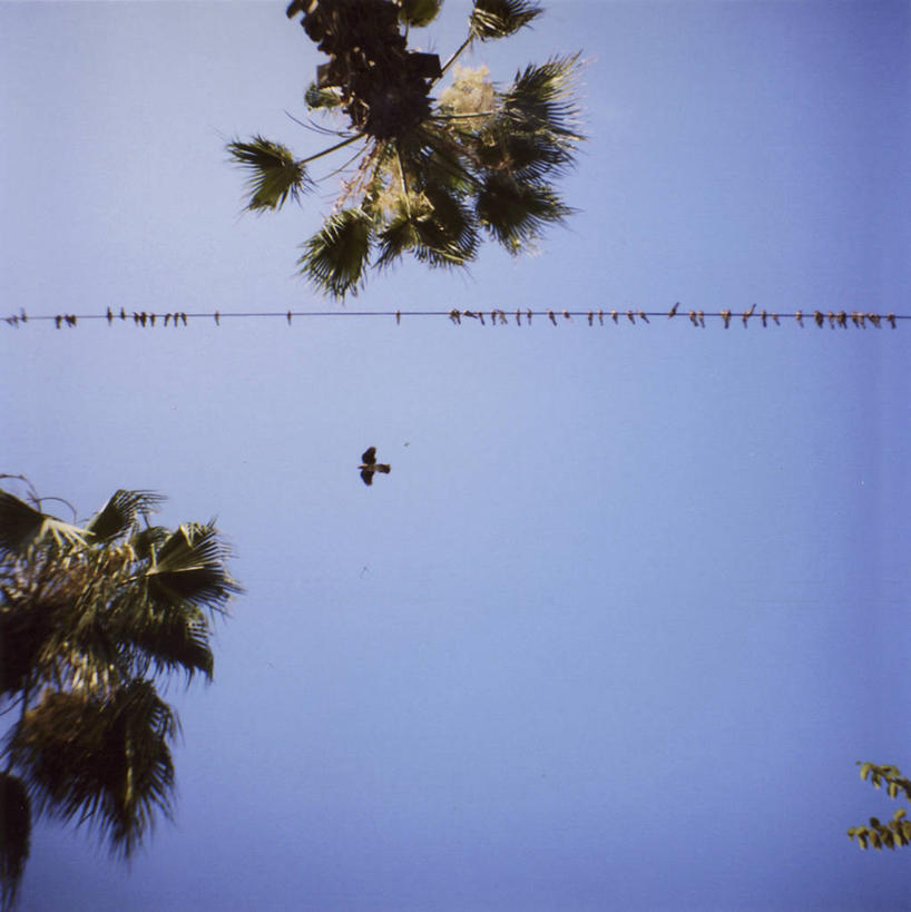 无人,坐,竖图,室外,白天,棕榈树,野生动物,叙利亚,一排,一群,许多,整齐,鸟类,电缆,很多,注视,飞,树,排列,天空,观察,看,摄影,观看,察看,队列,关注,万里无云,阿勒颇,彩图