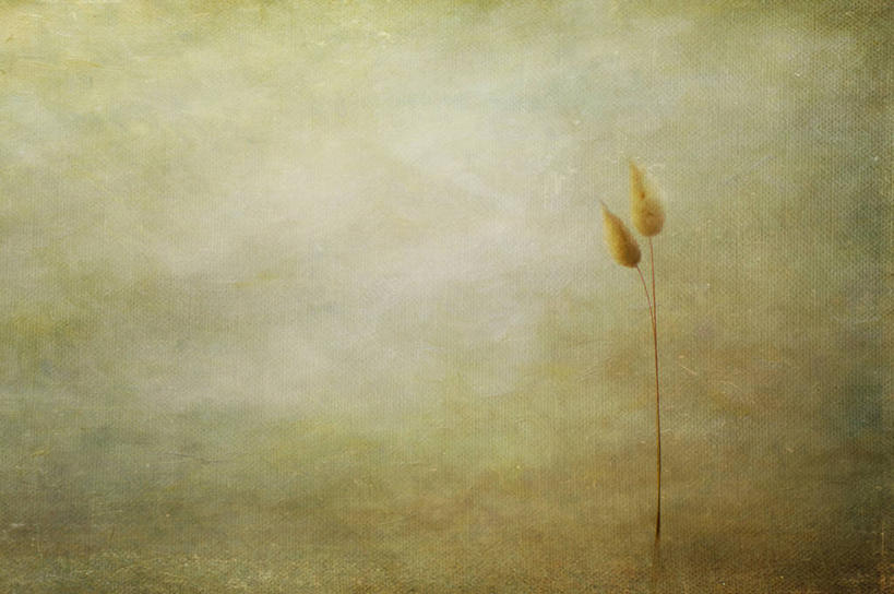 无人,横图,室外,特写,白天,海洋,芦苇,法国,纹路,纹理,茎,自然,摄影,宁静,脆弱,普罗旺斯,尼斯,肌理,彩图