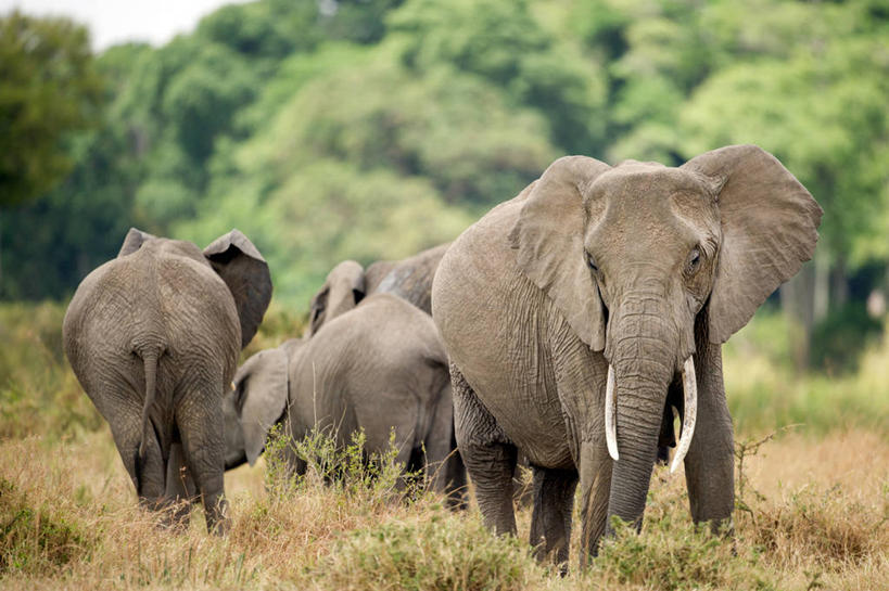 无人,站,横图,室外,白天,森林,野生动物,肯尼亚,四只,树,自然,摄影,保护,东非,象,彩图
