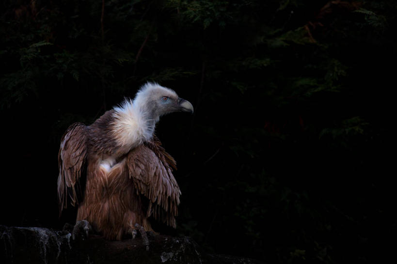 无人,横图,特写,野生动物,英国,黑色背景,鸟类,枝,英格兰,摄影,秃鹰,彩图,影棚拍摄