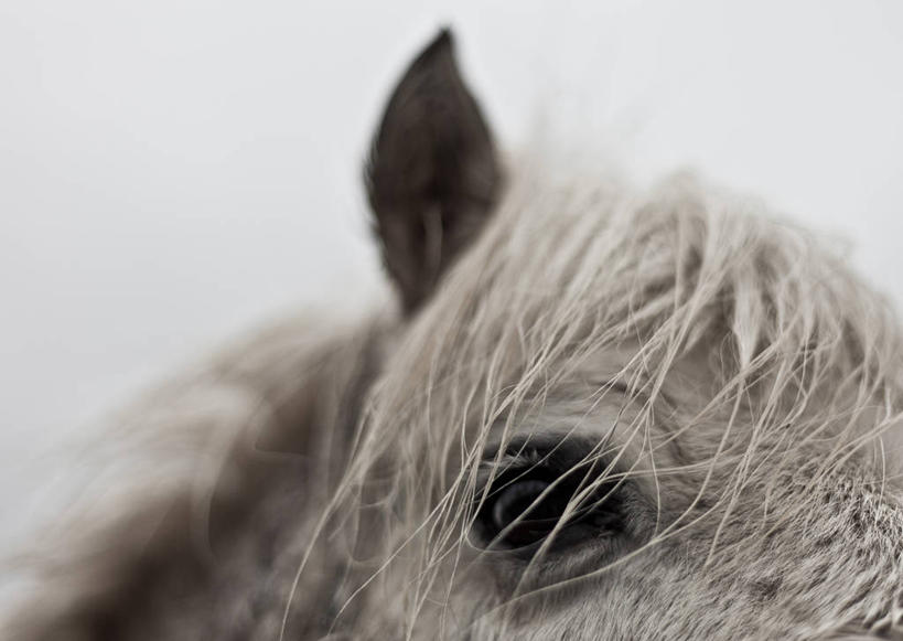 无人,横图,室外,特写,白天,马,野生动物,英国,摄影,部分,视力,彩图