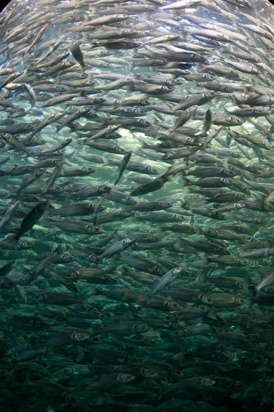 游泳,无人,竖图,水下,水,西班牙,一群,许多,丰富,鱼群,很多,鱼类,摄影,彩图