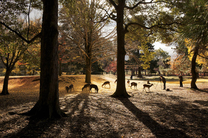 横图,室外,白天,森林,鹿,野生动物,奈良县,日光,日本,树,自然,摄影,秋天,彩图