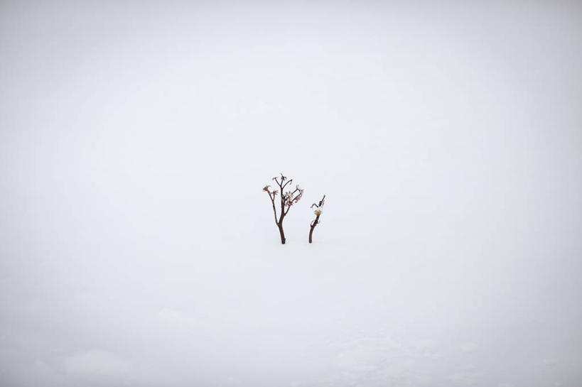 无人,横图,室外,白天,寂寞,雪,日本,冬天,花,树,自然,寒冷,摄影,彩图