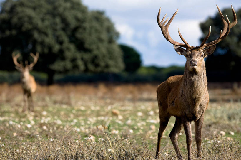 无人,横图,室外,白天,植物,鹿,野生动物,西班牙,地形,树,自然,动物,两只,摄影,鹿角,布尔戈斯,彩图,好奇心