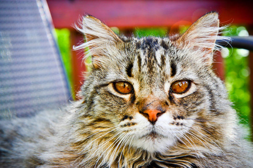 无人,横图,室外,特写,白天,宠物,猫,美国,院子,夏天,家畜,凝视,摄影,肖像,彩图