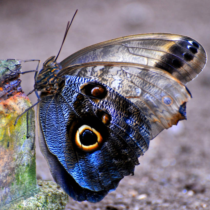 无人,方图,室外,特写,白天,美景,野生动物,蝴蝶,景观,自然,景色,摄影,自然风光,马萨诸塞,式样,二月