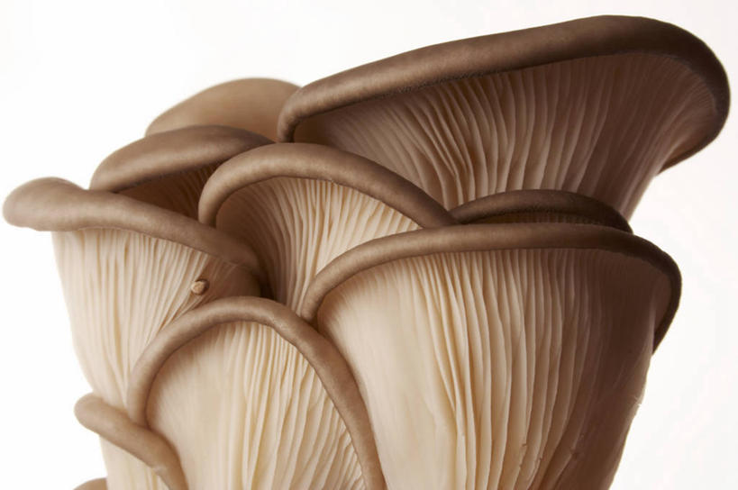 无人,横图,特写,白色背景,静物,褐色,饮食,米色,摄影,蚝蘑,简单,清新,健康食物,影棚拍摄