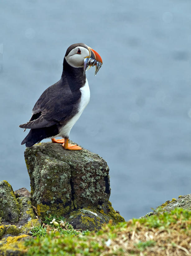 无人,站,吃,竖图,室外,白天,侧面,海洋,水,野生动物,英国,悬崖,苏格兰,自然,动物,摄影,环境,国家公园,北欧,角嘴海雀,喂养,自然保护区,海鸦,岩石