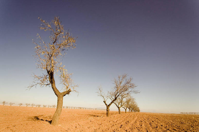 无人,横图,室外,白天,旅游,度假,美景,沙漠,西班牙,一排,整齐,沙子,地平线,地形,景观,辽阔,枝,地面,娱乐,树,排列,天空,自然,享受,休闲,广阔,景色,放松,摄影,宁静,一望无际,环境,队列,自然风光,延伸,伊比利亚半岛,天地相交,无边无际,一马平川,哈恩,哈恩省,旅行