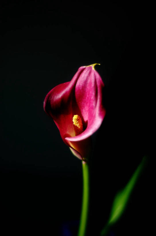 无人,竖图,室内,特写,美景,马蹄莲,微生物,叶子,德国,黑色背景,盛开,细菌,景观,茎,花蕾,花,花瓣,花朵,鲜花,一朵,粉色,黑色,自然,花苞,花蕊,生物,景色,摄影,环境,脆弱,清新,自然风光,中欧,生命体,影棚拍摄,原核生物