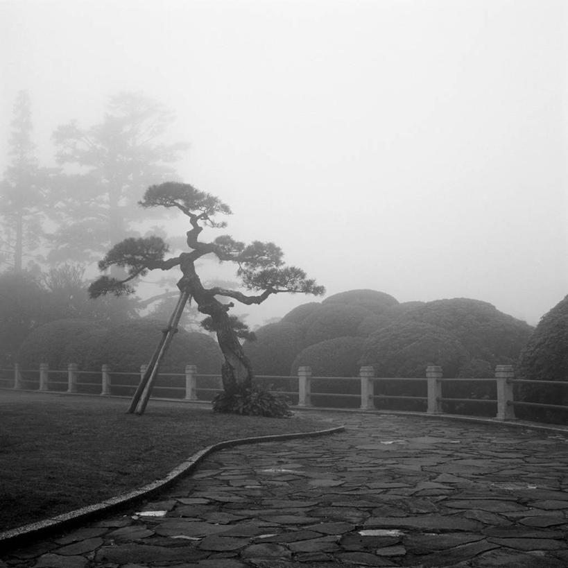 无人,栏杆,方图,室外,白天,雾,松树,日本,日本文化,关东地区,神奈川县,自然,摄影,宁静,环境,国家公园,坚定,东亚,长寿,贞洁,旅行