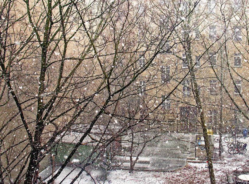 无人,横图,室外,白天,雪,建筑,德国,下雪,首都,柏林,自然,寒冷,摄影,环境,后院,中欧,旅行