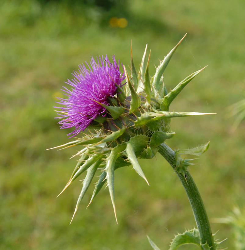 无人,方图,室外,特写,白天,美景,英国,景观,茎,草药,花,花朵,自然,蓟,景色,摄影,生长,脆弱,草本,清新,自然风光,北欧,乳荆,二年生植物