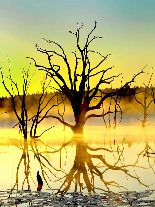 无人,竖图,室外,日出,雾,美国,反射,池塘,黎明,天空,自然,摄影,生长,宁静,环境,北美,北美洲,早晨,美洲,乔治亚州,北亚美利加洲,亚美利加洲,美利坚合众国