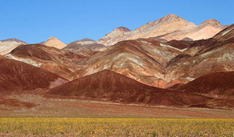 景观,野花,花,风景,天空,自然,景色,摄影,生长,宁静,环境,北美,北美洲