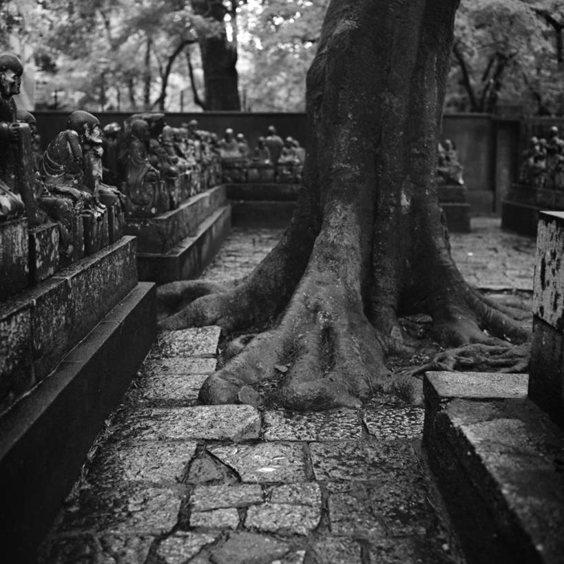 无人,公园,方图,黑白,室外,白天,旅游,度假,美景,日本,日本文化,庭院,景观,根部,关东地区,娱乐,树干,风景,自然,享受,休闲,景色,放松,摄影,宁静,自然风光,东亚,崎玉县,川越