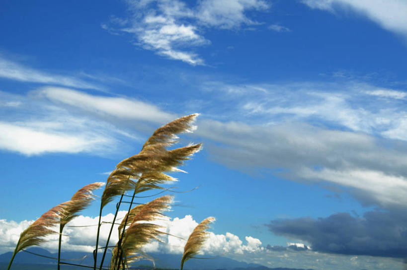 无人,横图,室外,白天,留白,美景,风,棕榈树,巴西,景观,云,顶部,自然,景色,摄影,奋斗,自然风光,彩图