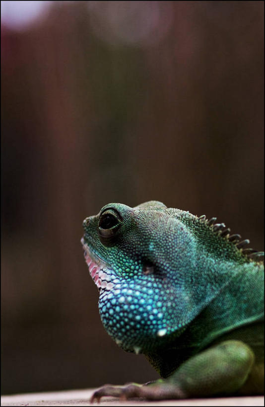 脸,头,脸颊,无人,竖图,室外,特写,白天,野生动物,蜥蜴,英国,鬣蜥,首都,肩膀,动物,摄影,石龙子,泉龙,猪婆蛇,四脚蛇,蜴,头部,脸部,脸蛋,面部,彩图