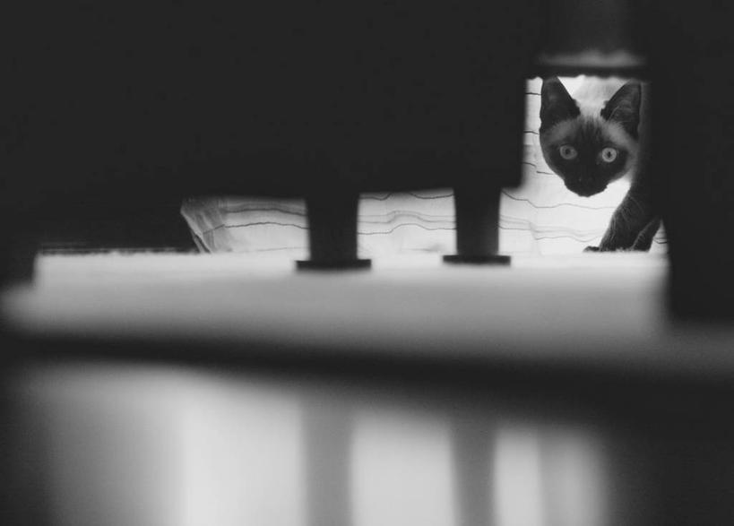 无人,横图,黑白,室外,白天,家具,宠物,猫,波兰,摄影,窥视