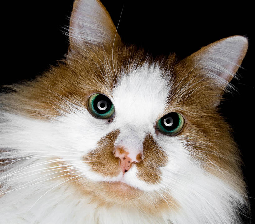 无人,横图,纯洁,宠物,猫,黑色背景,可爱,童年,童趣,摄影,童真,烂漫,无邪,挪威森林猫,天真,彩图,影棚拍摄,好奇心