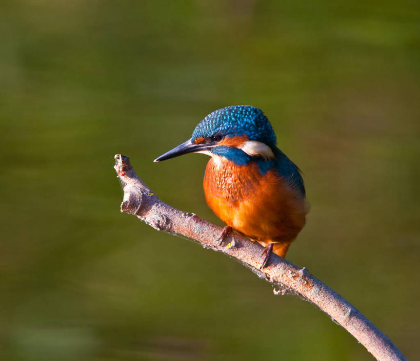 无人,横图,室外,白天,美景,翠鸟,野生动物,英国,景观,枝,自然,景色,摄影,栖息,宁静,自然风光,彩图