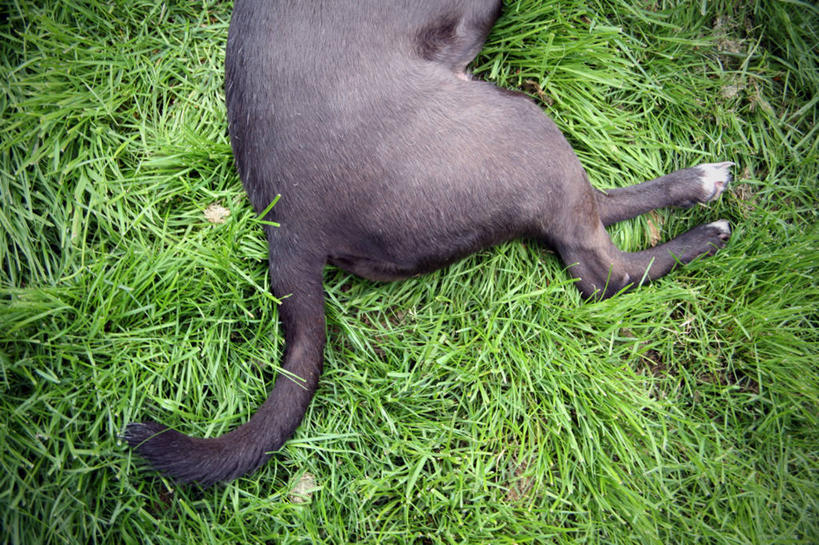 无人,横图,俯视,室外,特写,白天,宠物,狗,美国,草,摄影,侧卧,彩图,高角度拍摄