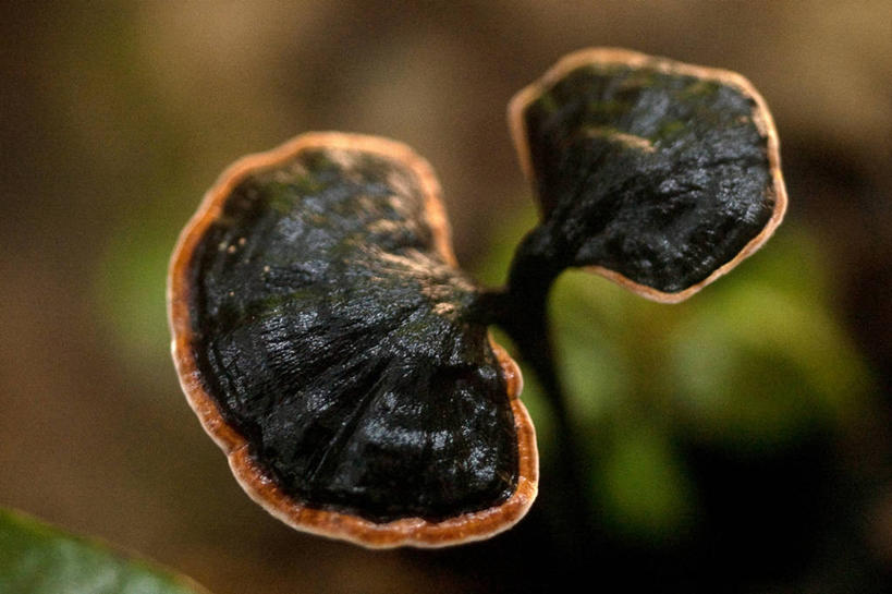 无人,横图,室外,特写,白天,自然,摄影,生长,真菌,清新,彩图