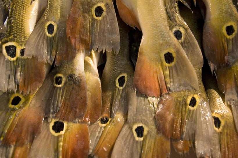 无人,横图,俯视,背景,巴西,一排,一群,许多,整齐,尾巴,斑点,市场,很多,鱼类,饮食,排列,南美,摄影,队列,清新,马瑙斯,式样,彩图,高角度拍摄,全画面,全框架,全帧,鱼市,全画幅