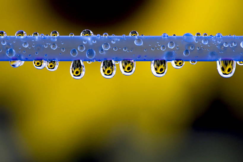 无人,横图,室外,特写,白天,水,向日葵,澳大利亚,透明,水滴,稻草,花,蓝色,摄影,清新,纯净,彩图