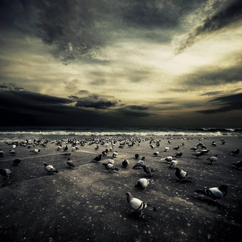 无人,方图,阶调图片,室外,鸽子,野生动物,西班牙,巴塞罗那,一群,许多,鸟类,云,黎明,天气,很多,天空,摄影,彩图