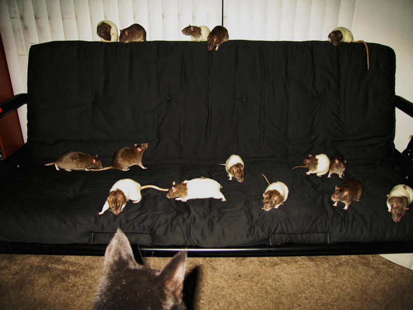 无人,横图,室内,沙发,猫,老鼠,美国,捕食,座位,看,凝视,摄影,幽默,北美,北美洲,加利福尼亚,猫科动物,美洲,圣地牙哥市,北亚美利加洲,亚美利加洲,迷惑,美利坚合众国