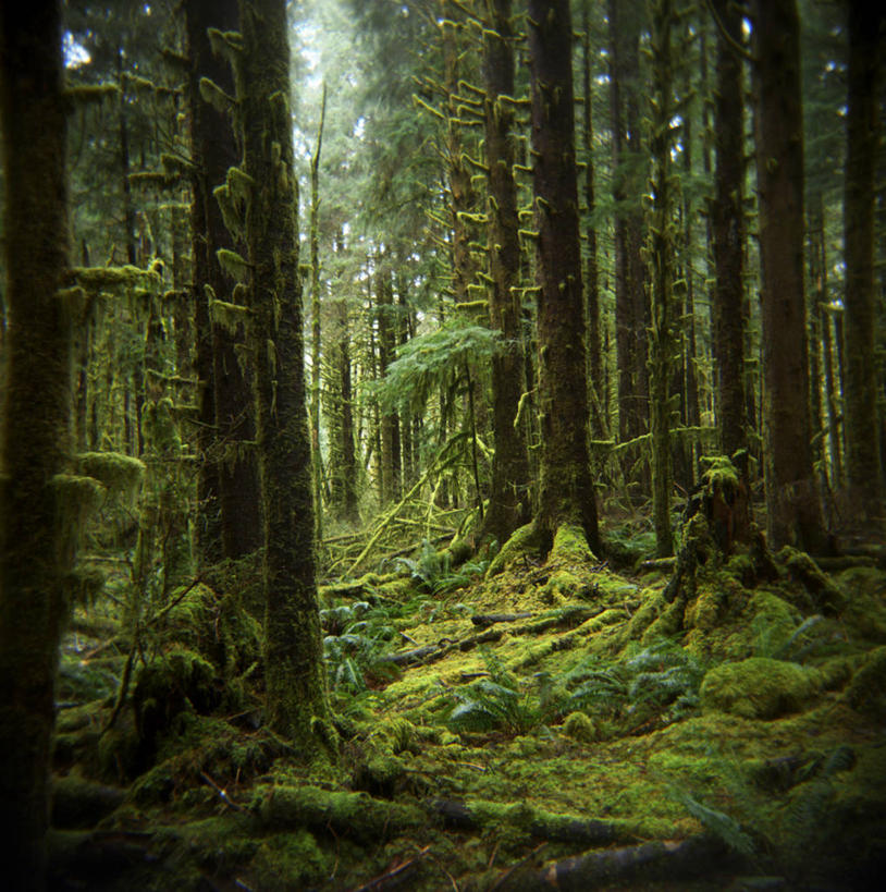 无人,公园,方图,室外,白天,旅游,度假,美景,森林,华盛顿,美国,景观,苔藓,娱乐,草,树,树干,风景,自然,享受,休闲,景色,放松,摄影,生长,蕨类,环境,北美,北美洲,国家公园,自然风光,美洲,华盛顿州,奥林匹克国家公园,常绿之州,常青州,常绿树,北亚美利加洲,亚美利加洲,奥林匹克半岛,奥林匹克山脉,美利坚合众国,雨林,温带雨林