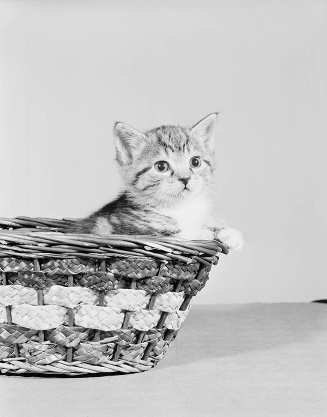 无人,坐,竖图,黑白,特写,纯洁,宠物,猫,篮子,小猫,动物,可爱,童年,童趣,摄影,柳条,童真,烂漫,无邪,天真,影棚拍摄