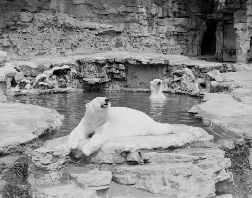 游泳,无人,动物园,躺,横图,黑白,室外,白天,石头,水,北极熊,美国,池塘,古典,白色,动物,两只,摄影,密苏里,岩石