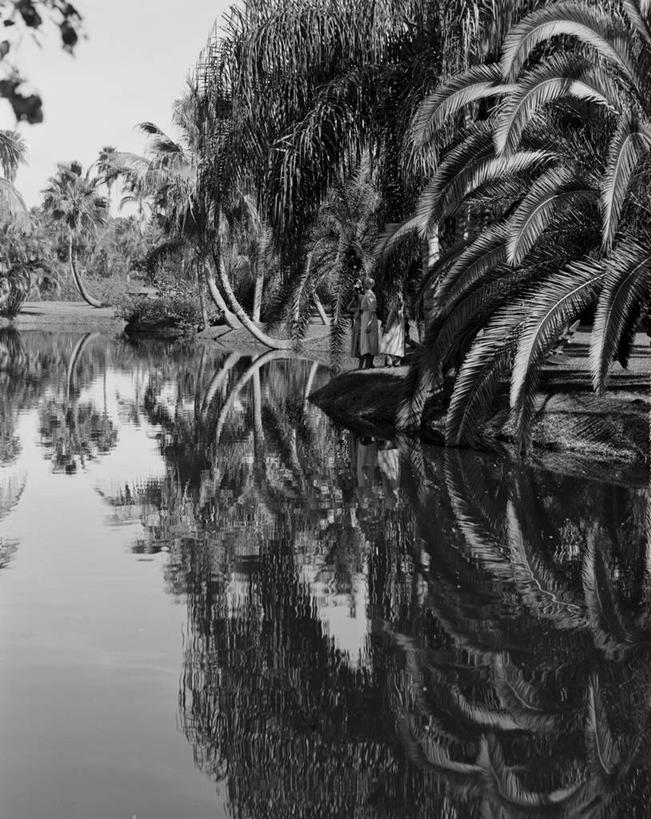 无人,竖图,黑白,室外,白天,美景,水,棕榈树,美国,对称,反射,景观,古典,风景,自然,景色,摄影,宁静,北美,热带气候,北美洲,自然风光,美洲,佛罗里达,佛罗里达州,佛州,阳光州,北亚美利加洲,亚美利加洲,完美,萨拉索塔,美利坚合众国