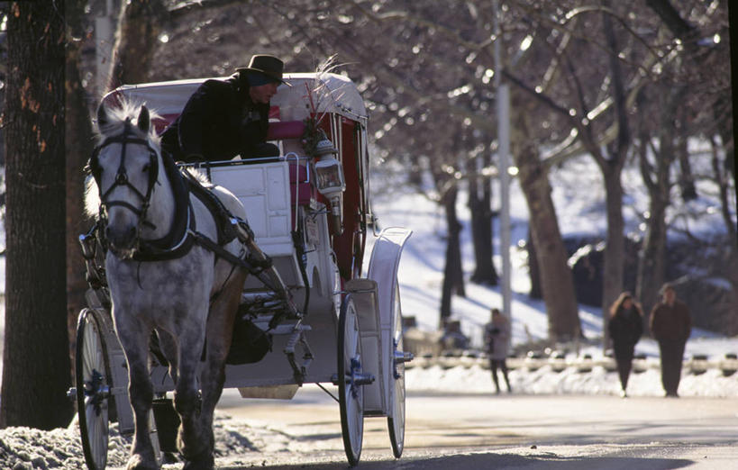 一个人,公园,横图,室外,白天,雪,街道,马,帽子,纽约,美国,放牧,冬天,古典,摄影,中央公园,彩图