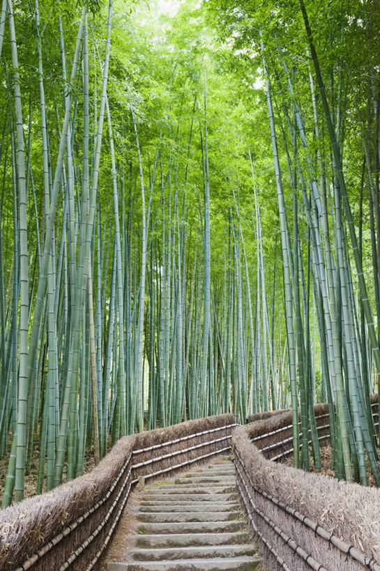 白天,旅游,度假,美景,树林,日本,亚洲,景观,竹林,娱乐,树,绿色,风景